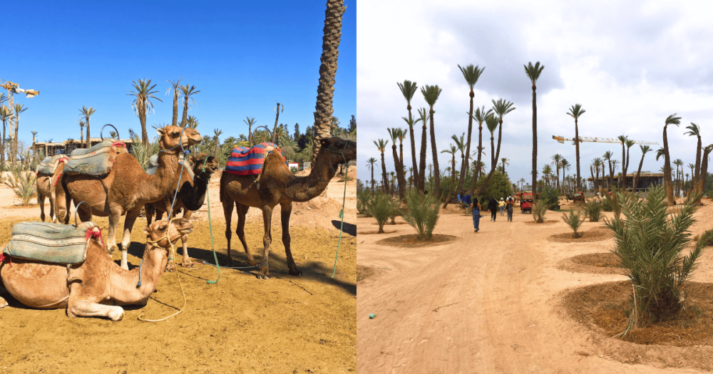 Camels in the dessert. Morocco, Marakkech. In the North Africa. Things to do.