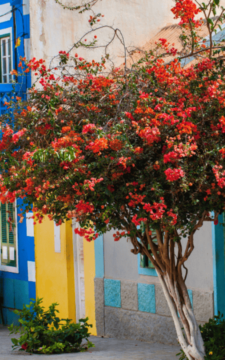 Cape Verde. Africa. Home To 10 Islands. Boa Vista.