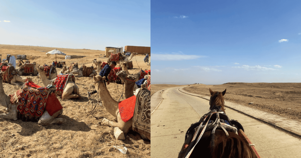 Horses and camels to take you around the pyramid. Egypt, Luxor. 