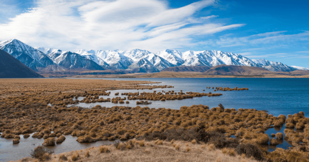 Black Swans in lake and mountains background at Lake Heron, Ashburton Lakes, Canterbury, New Zealand. Oceania. Things to do. Everything travel