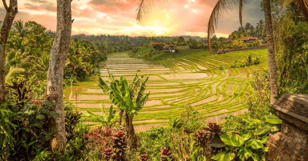 Rice terraces. View of the rice terrace in Blimbing and Pupuan, Bali Canggu. Everything travel.