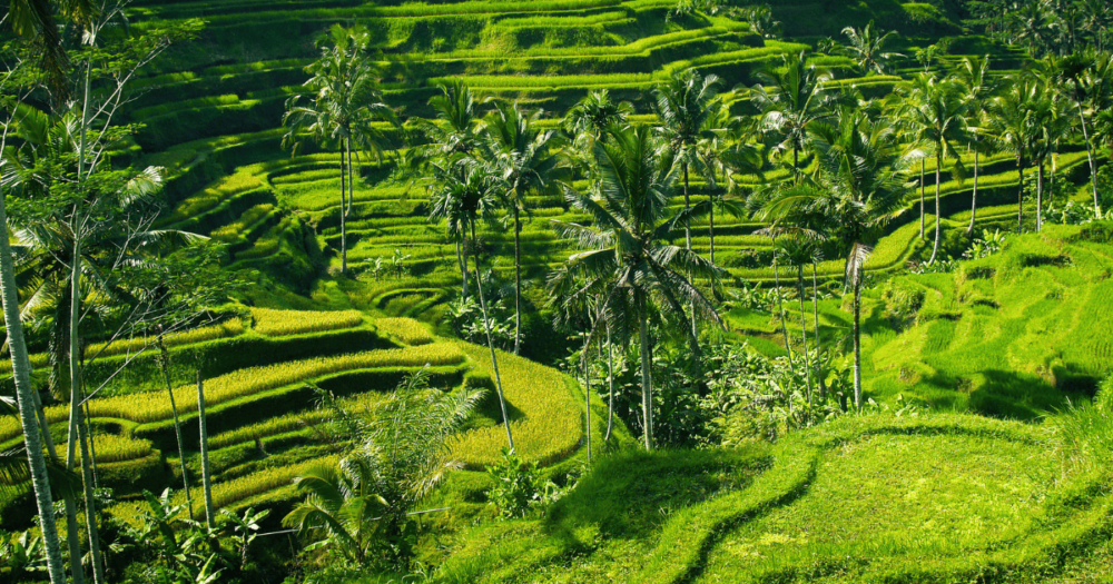 Ubud, Indonesia. Things to do and places to stay. Everything travel. Forever Living Yes.