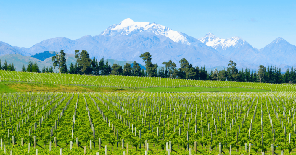 Blenheim Marlborough vineyards. Oceania. Everything travel. Forever Living Yes.