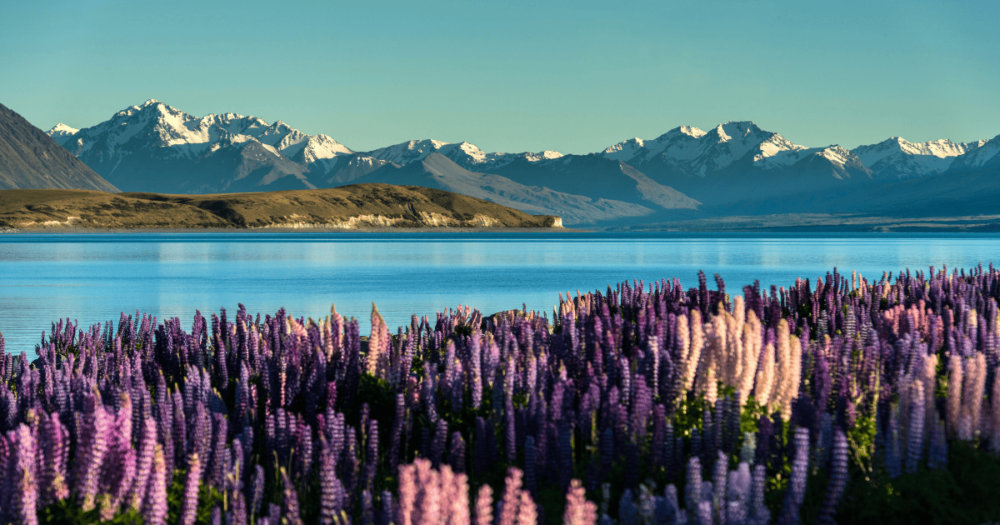 Lake Tekapo with Aroki Mt.Cook, New Zealand. Oceania. Everything travel. Forever Living Yes.