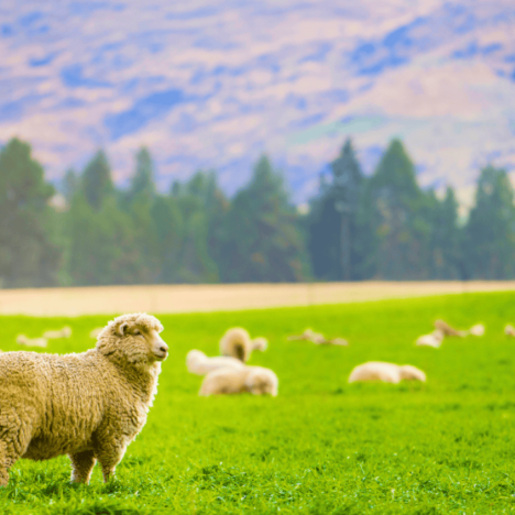 Sheep in Scotland, cities to explore, things to do. Everything travel. Forever Living Yes.