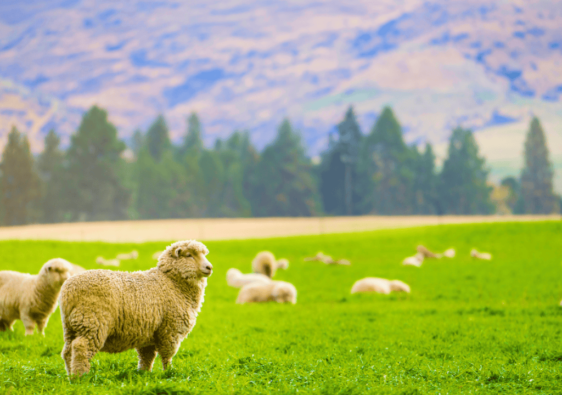 Sheep in Scotland, cities to explore, things to do. Everything travel. Forever Living Yes.