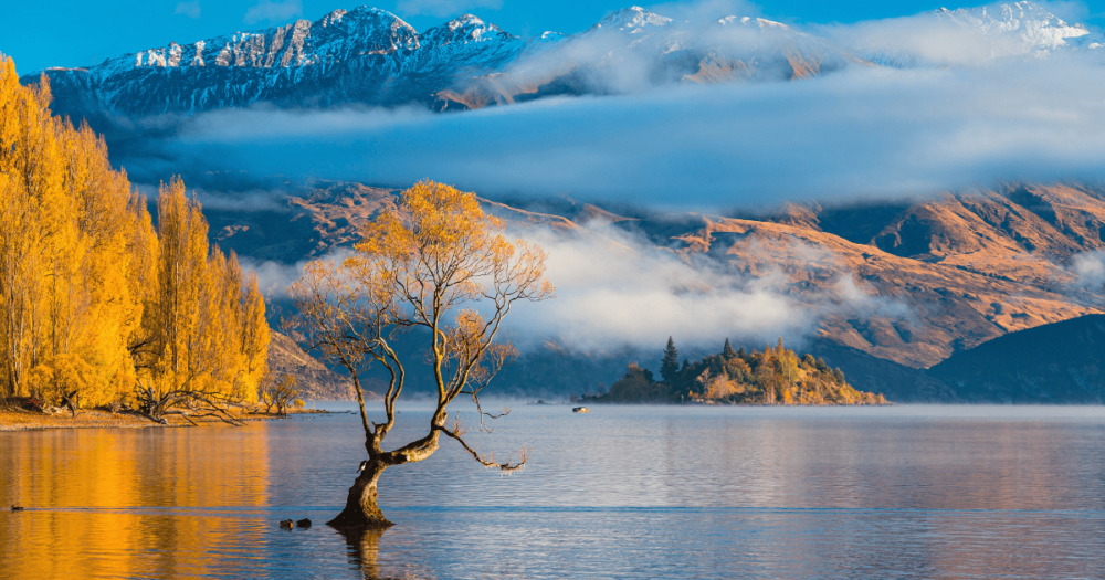 That Wanaka Tree in the morning light, New Zealand, Queenstown