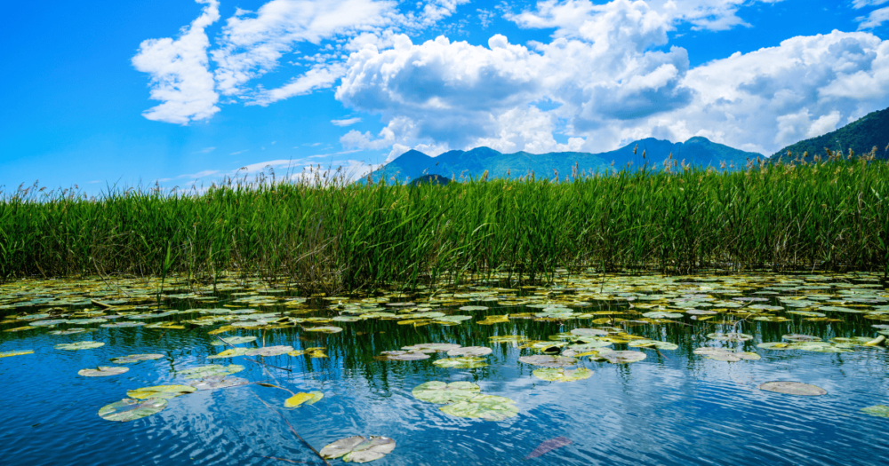 Lake Skadar National Park Montenegro is super stunning!. Visit this European beauty. Everything travel. Forever Living Yes.