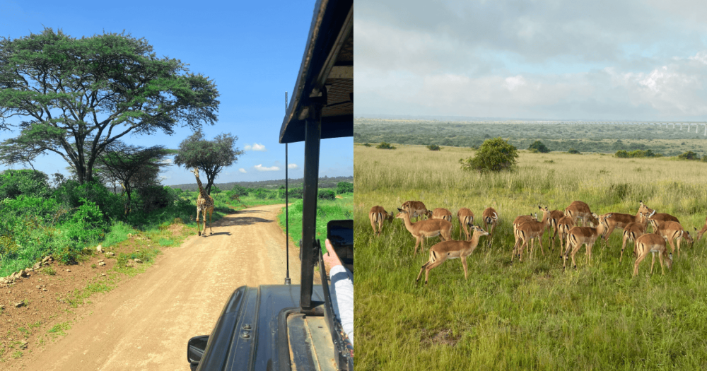 Africa. Kenya, Safari. Everything Travel. Forever Living Yes. FLY.